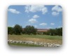 vineyard ridge